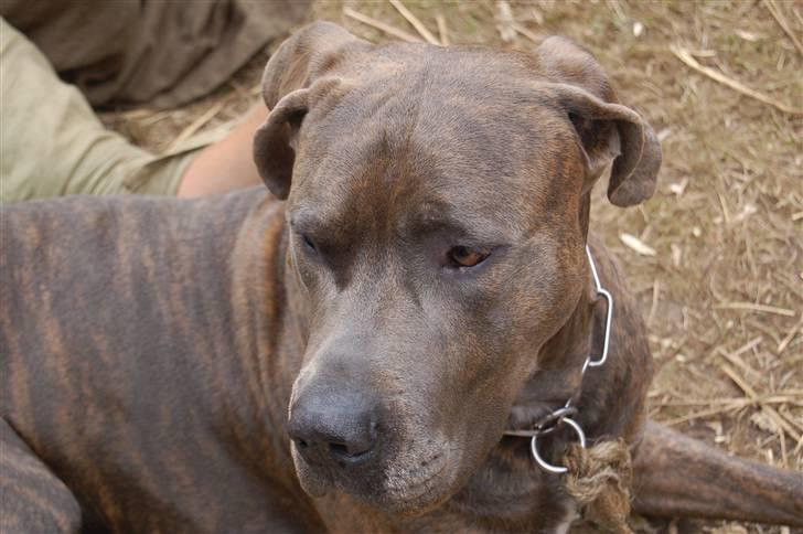 Blanding af racer Kovaz R.I.P - på middelaldertur billede 10