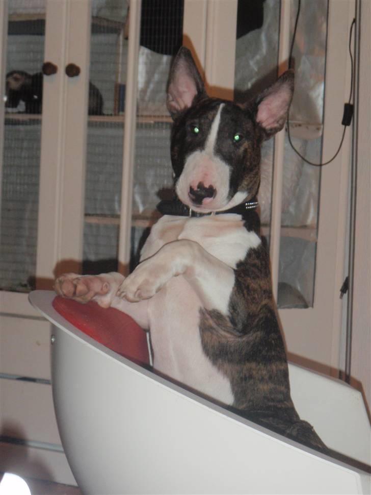 Bullterrier Hemingway  billede 19