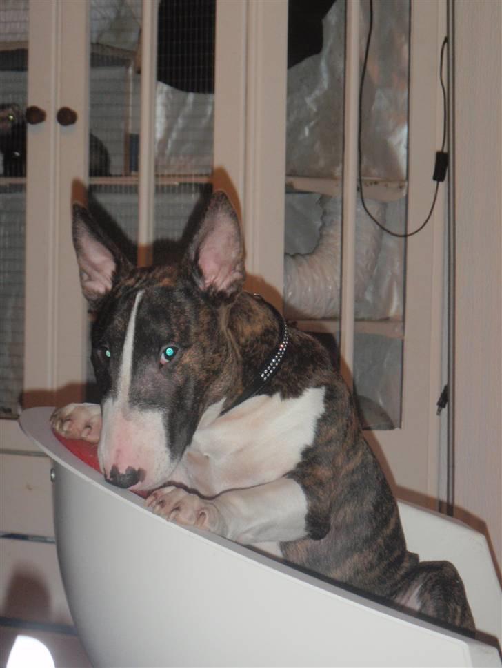 Bullterrier Hemingway  billede 20