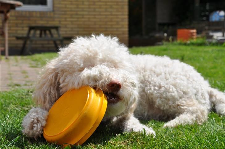 Lagotto romagnolo Luna billede 15