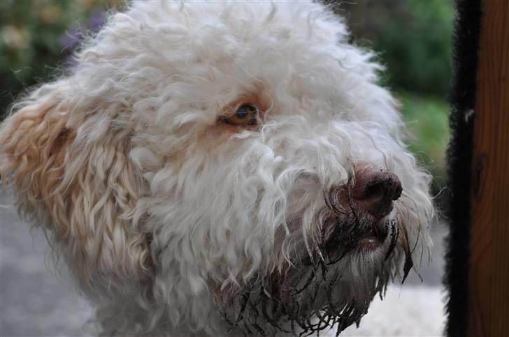 Lagotto romagnolo Luna - Luna med MEGET beskidt skæg :D billede 16