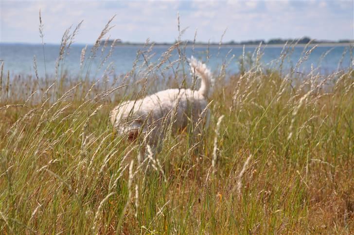 Lagotto romagnolo Luna - Luna der gemmer sig :D billede 17