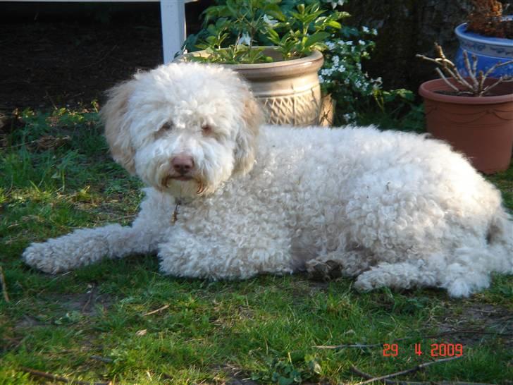 Lagotto romagnolo Luna billede 18