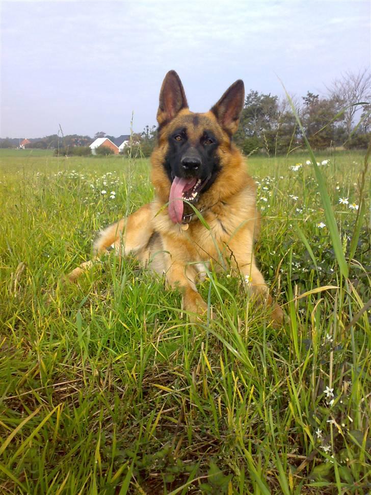 Schæferhund Monty (Gorm Okjærs) billede 1