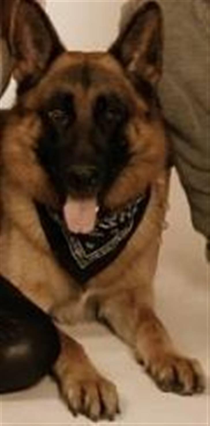 Schæferhund Monty (Gorm Okjærs) billede 2