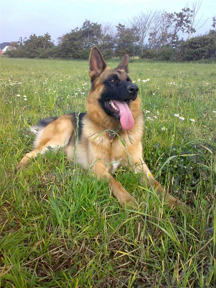 Schæferhund Monty (Gorm Okjærs) billede 3