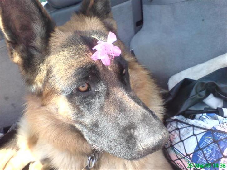 Schæferhund Monty (Gorm Okjærs) billede 4