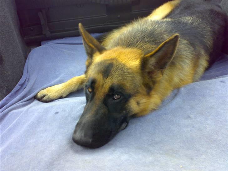 Schæferhund Monty (Gorm Okjærs) billede 5