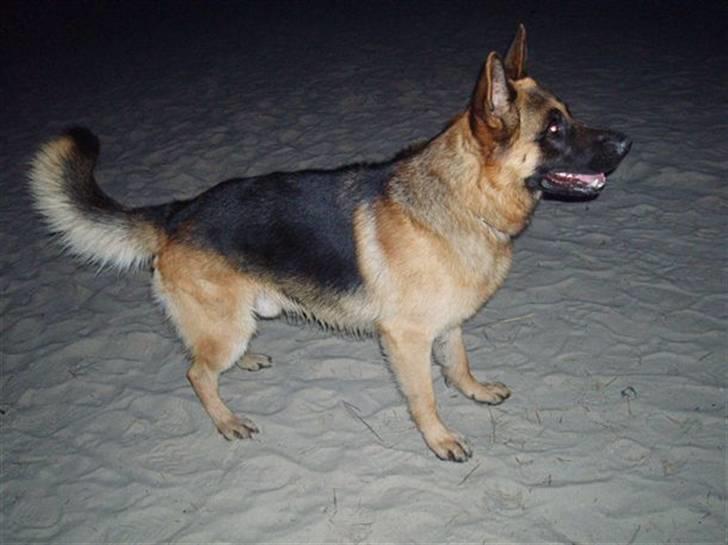 Schæferhund Monty (Gorm Okjærs) billede 6