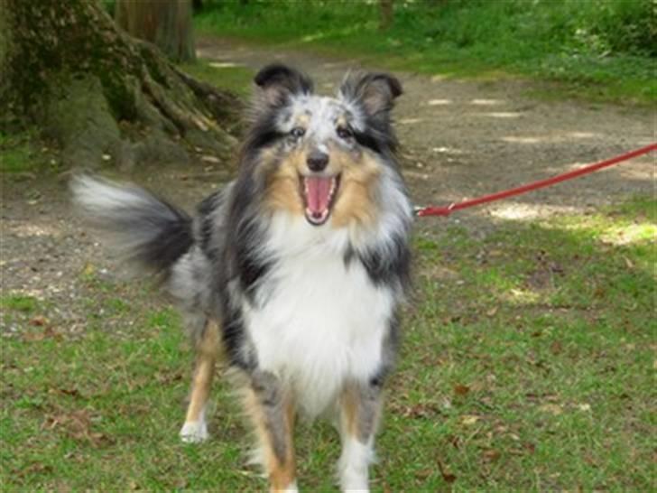 Shetland sheepdog Zeri - solgt :( billede 1