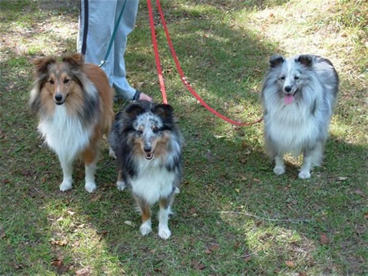 Shetland sheepdog Zeri - solgt :( billede 2