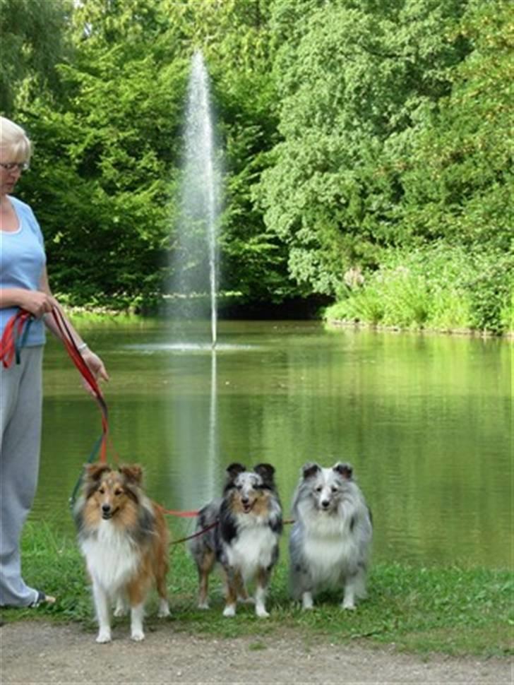 Shetland sheepdog Zeri - solgt :( billede 3