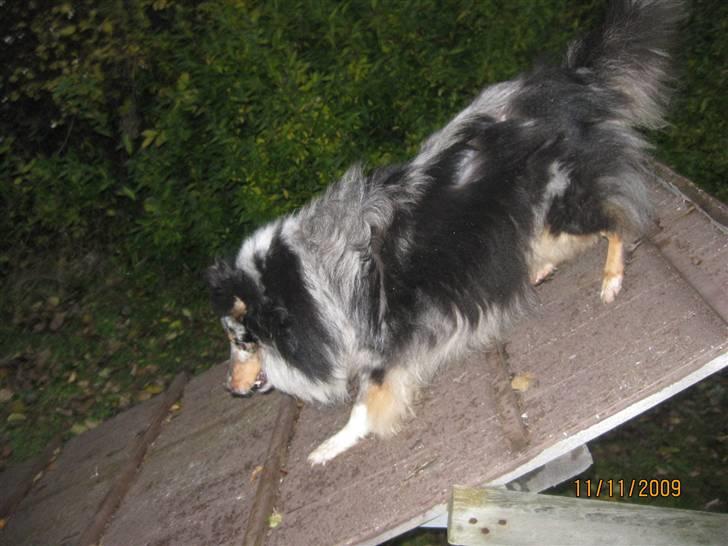 Shetland sheepdog Zeri - solgt :( billede 4