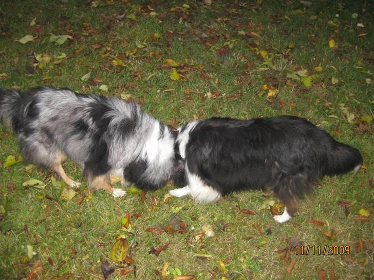 Shetland sheepdog Zeri - solgt :( billede 5