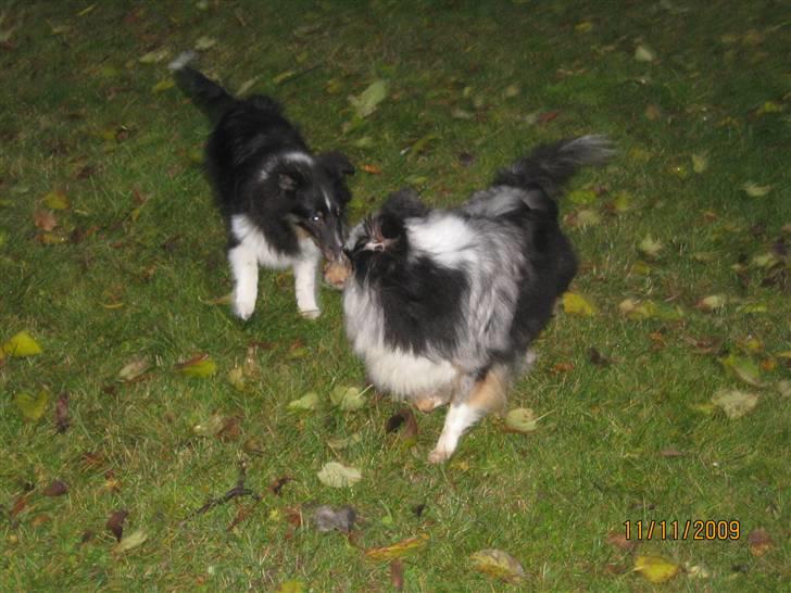 Shetland sheepdog Zeri - solgt :( billede 6