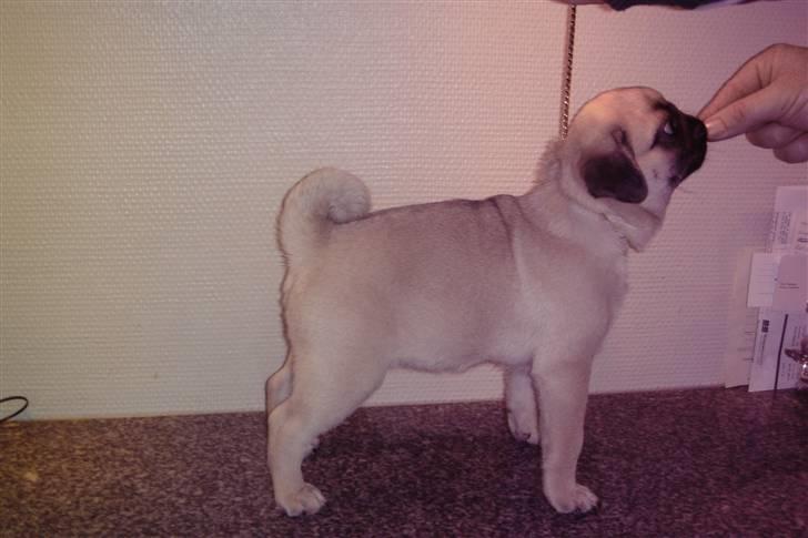 Mops Chalant First Edition   billede 1