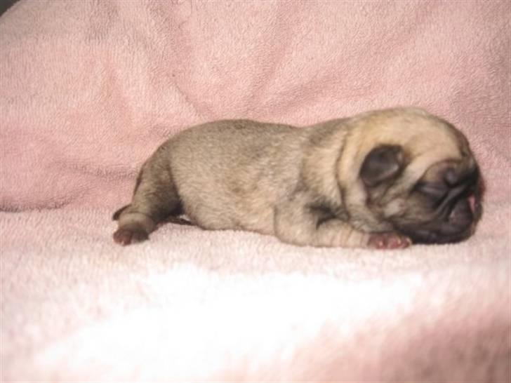 Mops Chalant First Edition   billede 2