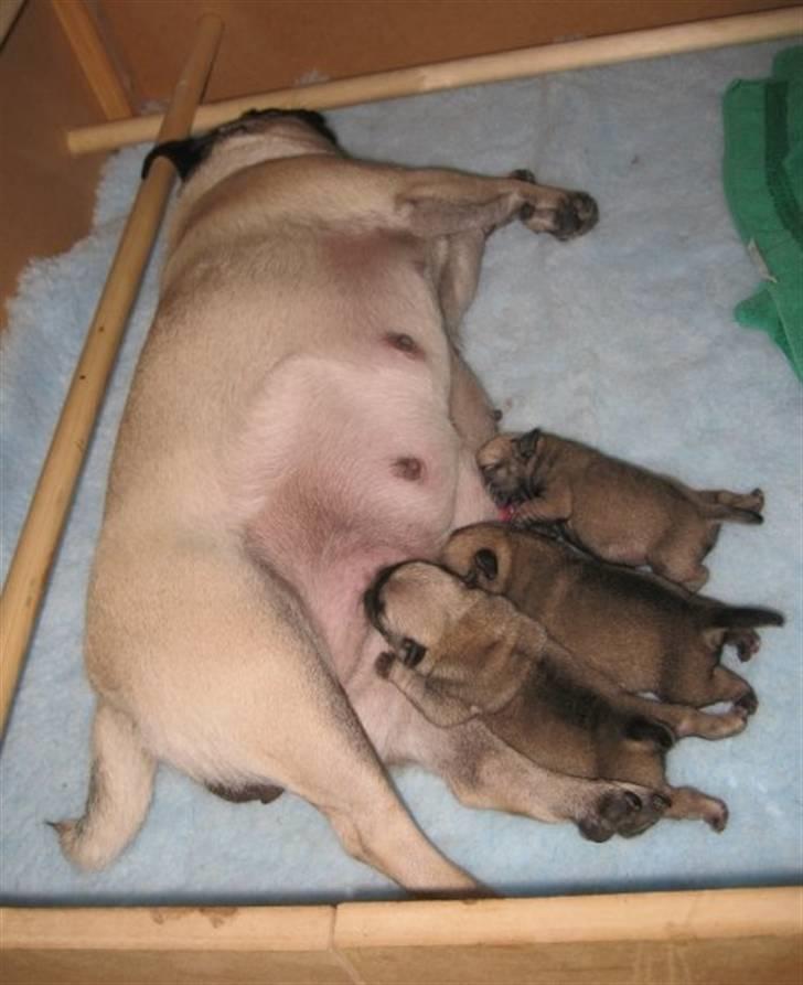 Mops Chalant First Edition   billede 3