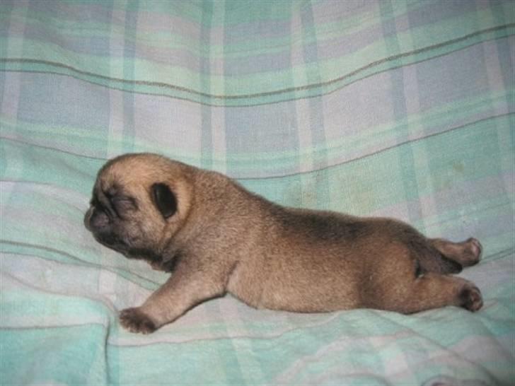 Mops Chalant First Edition   billede 4