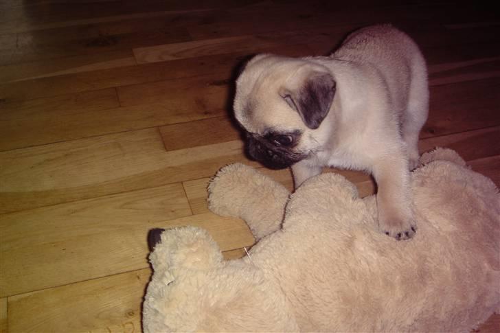 Mops Chalant First Edition   billede 5