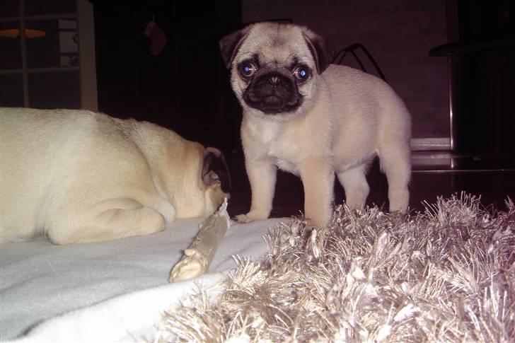 Mops Chalant First Edition   billede 6