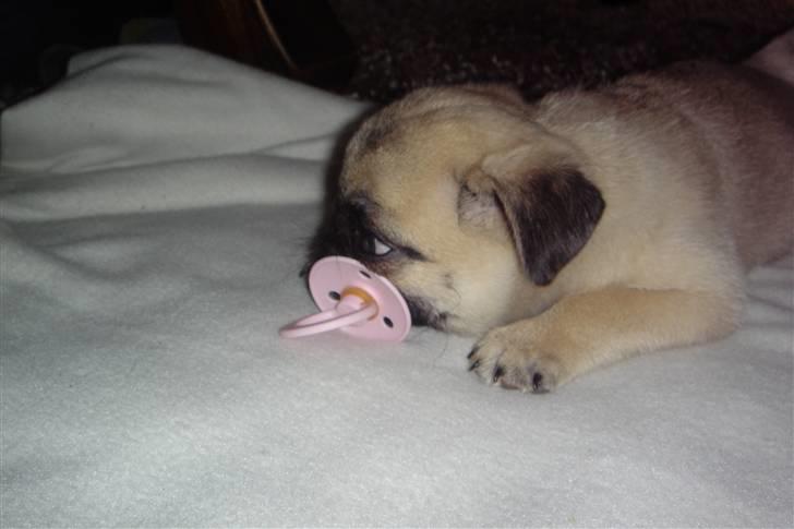 Mops Chalant First Edition   billede 7