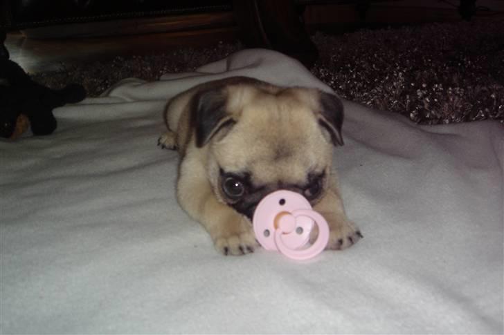 Mops Chalant First Edition   billede 8