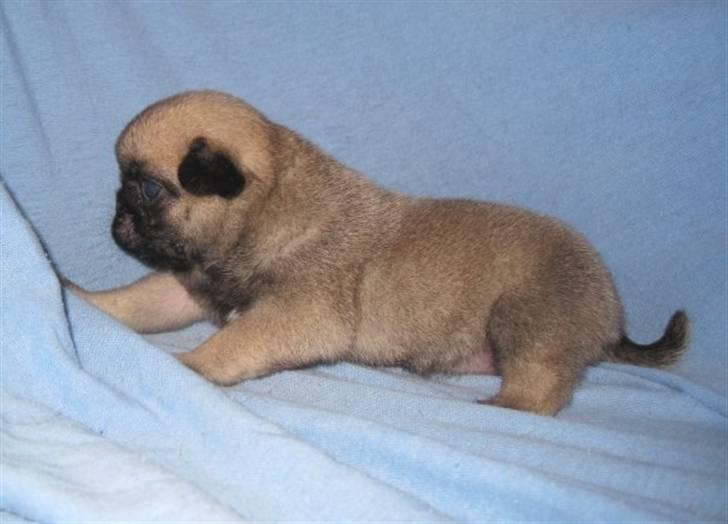 Mops Chalant First Edition   billede 9