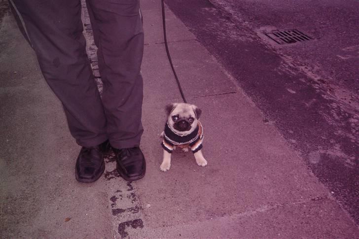 Mops Chalant First Edition   billede 10