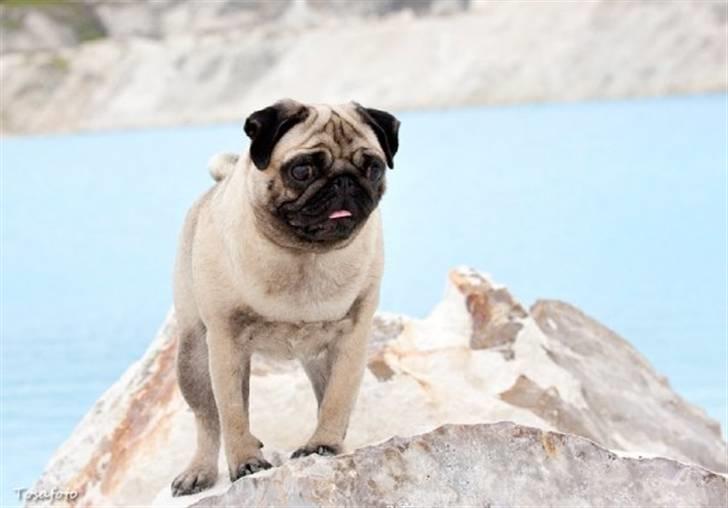 Mops Chalant First Edition   -  Smukke forældre Mocca/ Nonchalant Pug ze Sametu billede 11