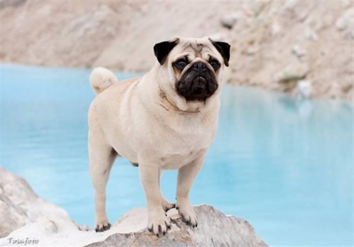 Mops Chalant First Edition   - Smukke forældre Tango/ Tangetoppen´s Unbeaten Loverboy billede 12