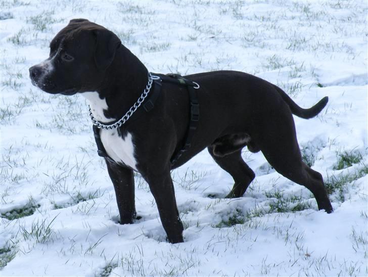 Amerikansk staffordshire terrier Chico - Den smukkeste i verden <3 billede 1