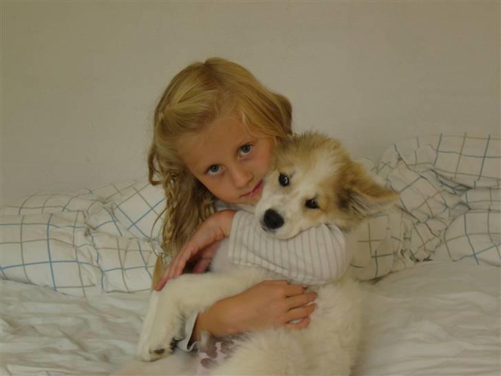 Norrbottenspids laika billede 6