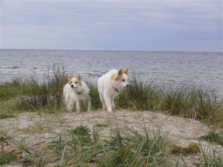 Norrbottenspids laika billede 7