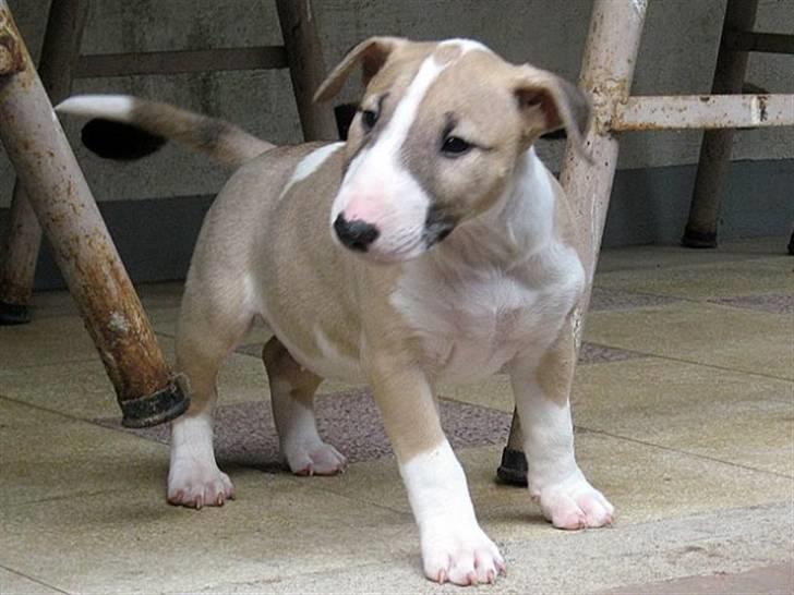Bullterrier miniature Grace Vom-Emkental  billede 9