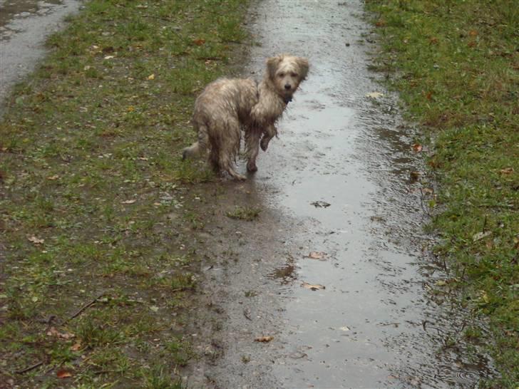 Chinese crested powder puff Bruno - sådan ser man altså ud når man er på tur i regnvejr billede 17
