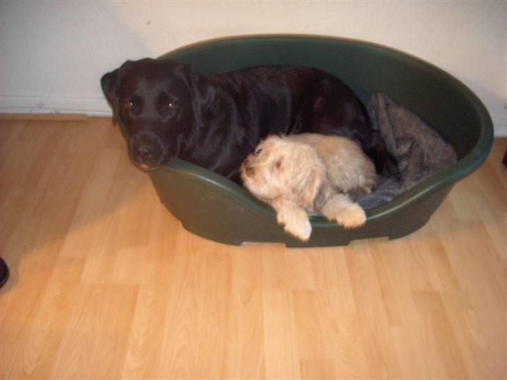 Chinese crested powder puff Bruno - min store molly, er bare dejlig billede 19