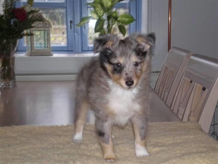 Shetland sheepdog Tas - solgt :( billede 1