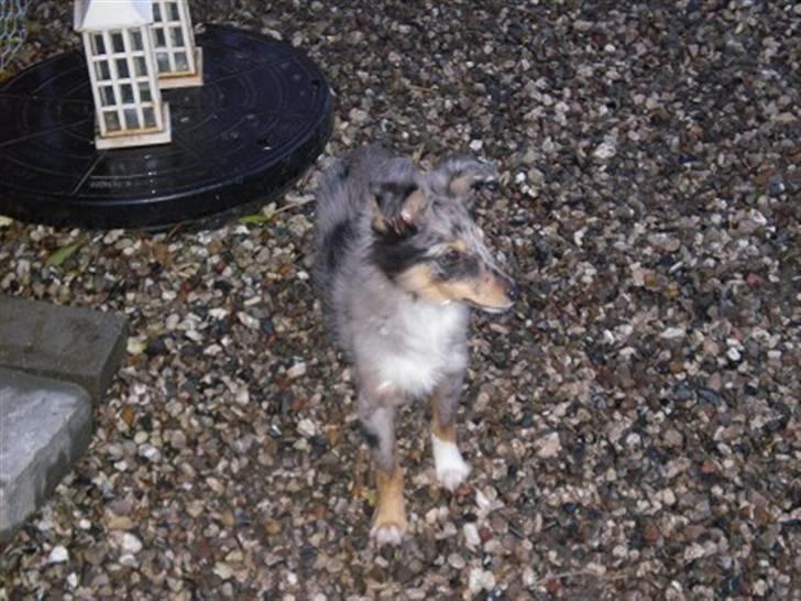 Shetland sheepdog Tas - solgt :( billede 2