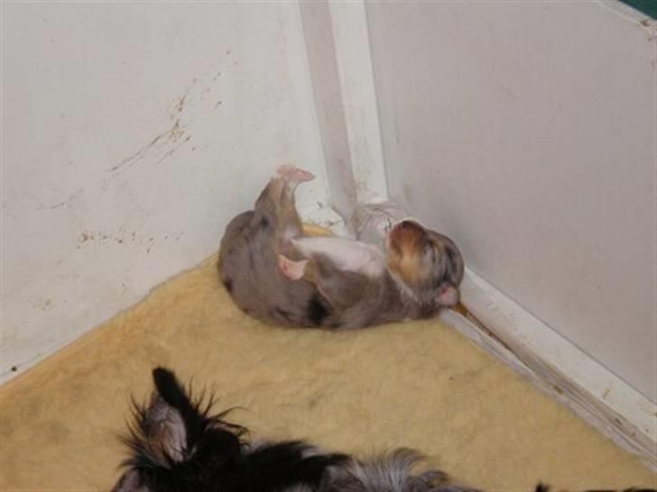 Shetland sheepdog Tas - solgt :( billede 3