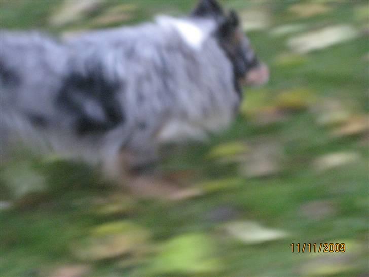 Shetland sheepdog Tas - solgt :( billede 4