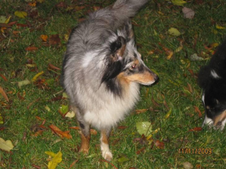 Shetland sheepdog Tas - solgt :( billede 5