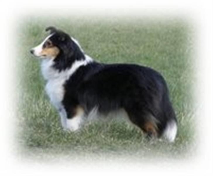 Shetland sheepdog Zeline billede 1