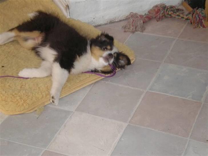 Shetland sheepdog Zeline billede 2