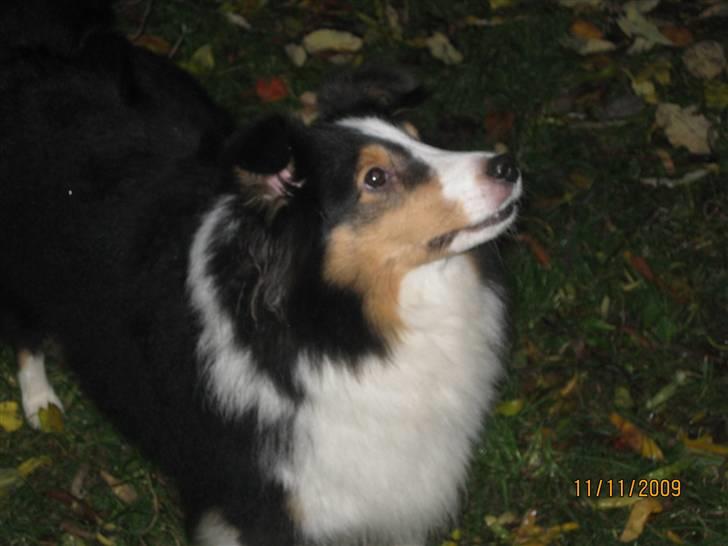 Shetland sheepdog Zeline billede 3
