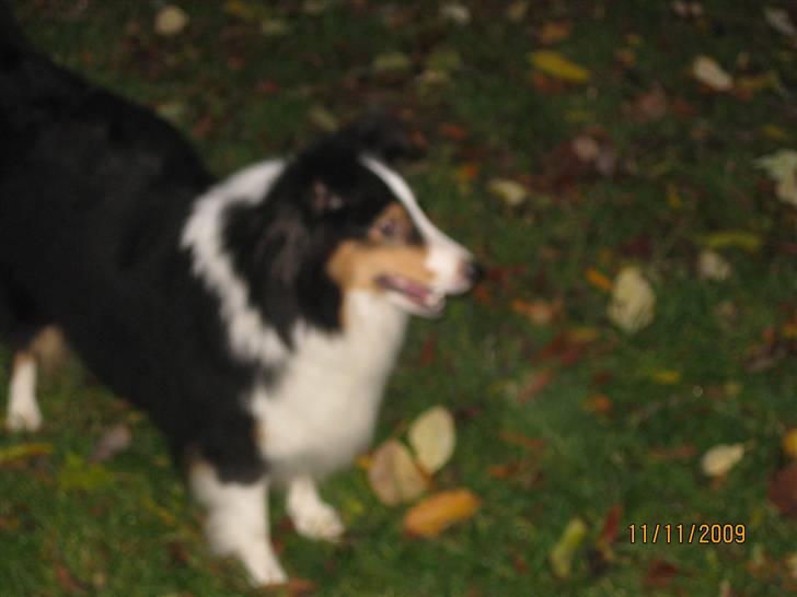 Shetland sheepdog Zeline billede 4
