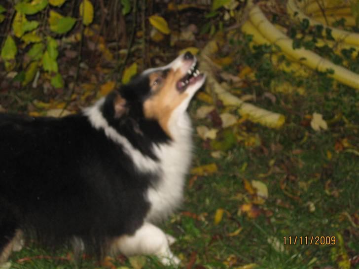 Shetland sheepdog Zeline billede 5