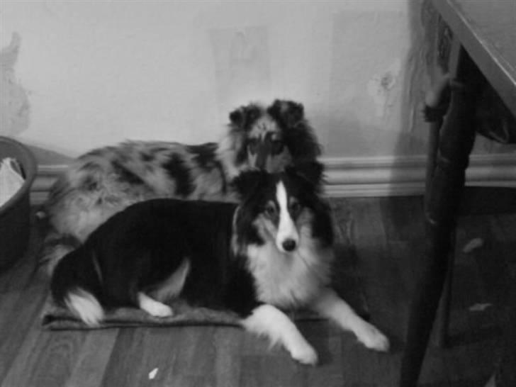 Shetland sheepdog Zeline billede 6