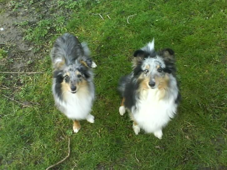 Shetland sheepdog Zeri - solgt :( billede 7
