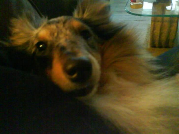 Shetland sheepdog Tas - solgt :( billede 6